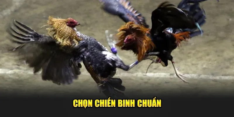 Chọn chiến binh chuẩn