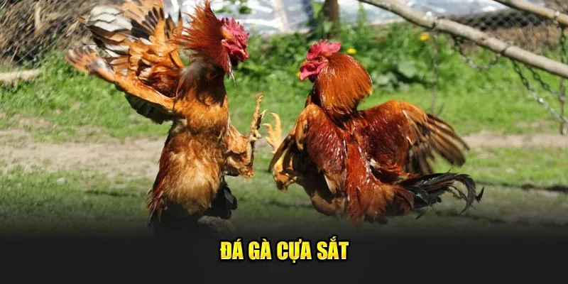 Đá gà cựa sắt