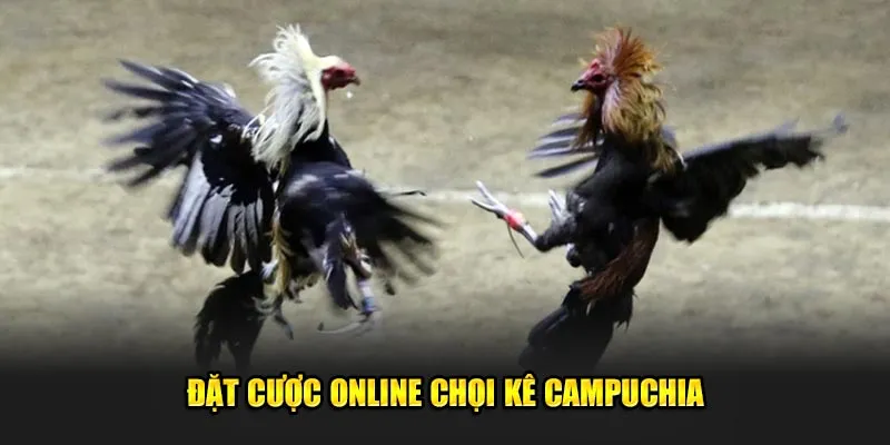 Đặt cược online chọi kê Campuchia