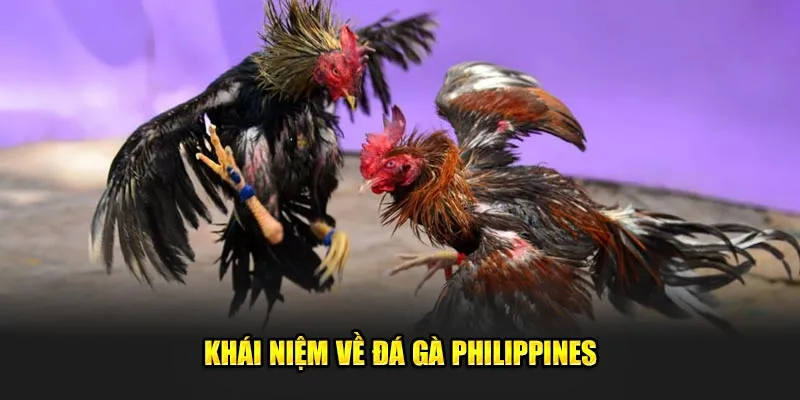 Khái niệm về đá gà Philippines